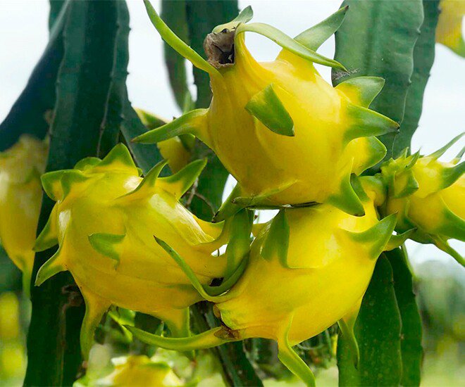 Loại quả đắt nhất thế giới, Việt Nam trồng đại trà 10 tháng cho thu hoạch, thành đặc sản nổi tiếng giá 300.000 đồng/kg - 1