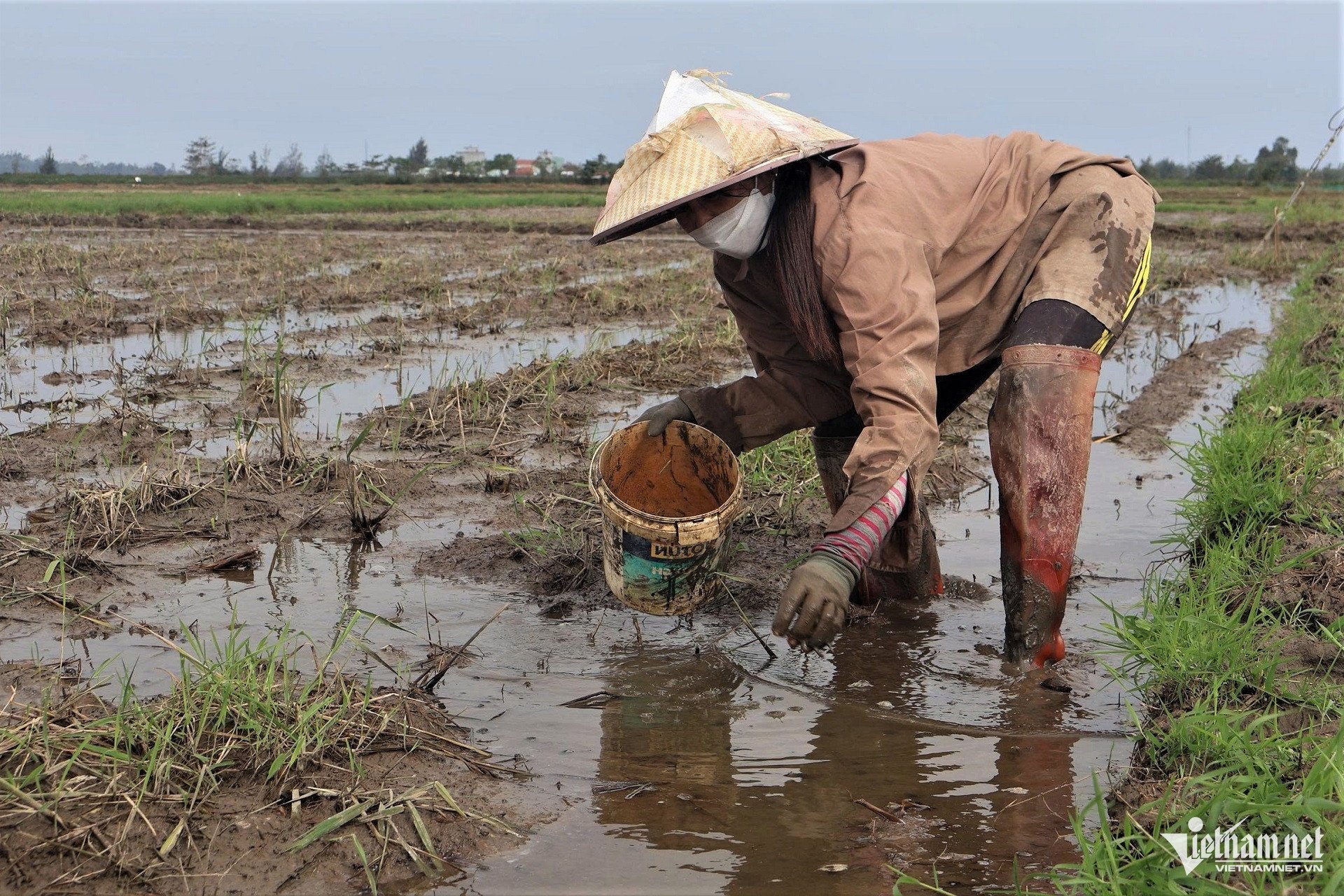 Lội bùn, cúi người nhặt từng con ốc bươu vàng, nhiều người dân kiếm được vài trăm nghìn đồng mỗi ngày lúc nông nhàn
