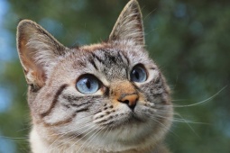 Giá xe Mitsubishi Pajero Sport lăn bánh tháng 1/2024, ưu đãi 50% LPTB