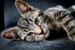 Lịch thi đấu của Cristiano Ronaldo tại Al Nassr mùa giải 2023/2024