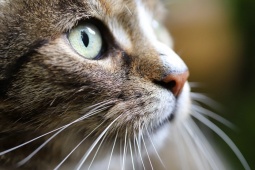 Liverpool thua thảm: Klopp bào chữa cho 