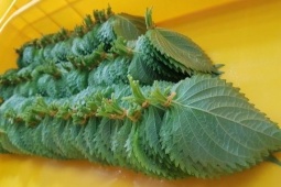 Tin tức sức khỏe - Loại lá ví như " hồi sinh phổi" ở Nhật cực đắt đỏ nhưng ở Việt Nam “rẻ như cho”