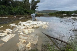 Tràn dầu diesel ở Dung Quất, cá chết hàng loạt