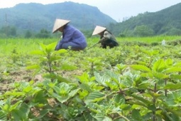Loại cây được ví là "vàng đen", từng mọc hoang khắp nơi giờ trồng 4 tháng cho thu hoạch, nông dân thu lãi đậm