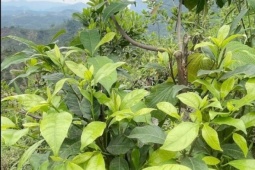 Thứ lá càng hái càng mọc, tưởng chỉ mọc dại trong rừng nay thành đặc sản xuất hiện ở nhà hàng nhờ vị ngọt bùi độc lạ