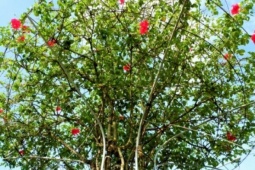 Cây dại ở bờ rào nở hoa quanh năm "lên chậu" thành bonsai, mang lại phước lành và may mắn, có cây giá 300 triệu đồng