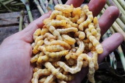 Lộc trời nhìn sợ khiếp vía hóa ra là "thần dược phòng the", thành đặc sản đắt đỏ nhất nhì Việt Nam, giá 3 triệu đồng/kg