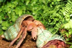 5 trào lưu nuôi thú cưng độc lạ ở Việt Nam: Có con nhìn vào sợ khiếp vía, có loài mệnh danh chăm chỉ nhất thế giới