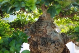 Cây dại ở hàng rào "lên chậu" thành bonsai, có cây hơn 1 tỷ đồng, tỏa mùi thơm đặc biệt và mang lại may mắn