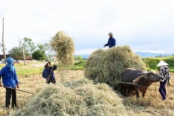 Nghề lạ ở Việt Nam: Thứ từng bị vứt bỏ nay lên đời thành "đặc sản vàng mềm" giúp nông dân kiếm tiền làm giàu