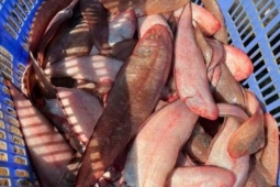 Đặc sản "tốt hơn cá hồi", bán đầy chợ nhưng ít người biết đến, làm đủ món ngon giá từ 100.000 đồng/kg