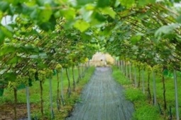 Loại quả đắt bậc nhất thế giới, Việt Nam trồng thành công một lần cho thu hoạch nhiều năm, là đặc sản nổi tiếng giá 450.000 đồng/kg 