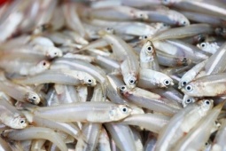 Loại cá quen thuộc có canxi cao gấp 25 lần cá hồi, xưa không ai ăn nay thành đặc sản ở thành phố, 70.000 đồng/kg