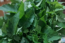 Loại rau dại biến thành đặc sản, những ai không nên ăn?