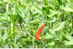 Giá ớt cao kỷ lục, nông dân Vĩnh Long trúng lớn