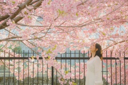 JNTO và Hanoitourist - bùng nổ chiến dịch hoa anh đào, du lịch Nhật Bản có nhiều điểm mới