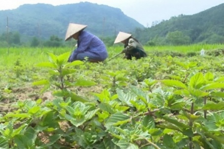 Loại cây được ví là "vàng đen", từng mọc hoang khắp nơi giờ trồng 4 tháng cho thu hoạch, nông dân thu lãi đậm