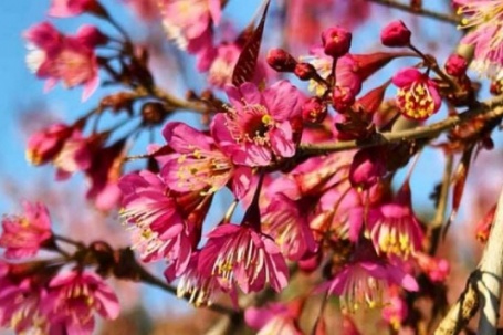 Top những điểm đến ngắm hoa anh đào đẹp ngây ngất tại Tuyên Quang dịp Tết Dương lịch 2026