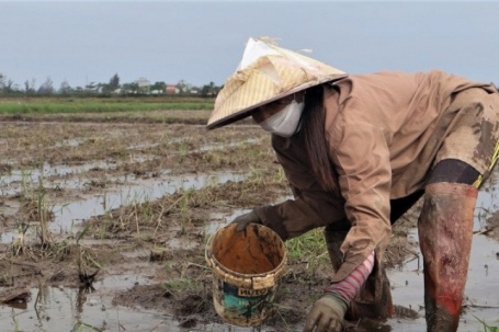 Người dân Đà Nẵng lội bùn 'nhặt tiền' trên ruộng những ngày cuối năm