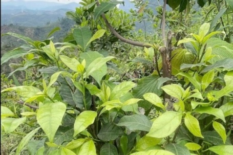 Thứ lá càng hái càng mọc, tưởng chỉ mọc dại trong rừng nay thành đặc sản xuất hiện ở nhà hàng nhờ vị ngọt bùi độc lạ