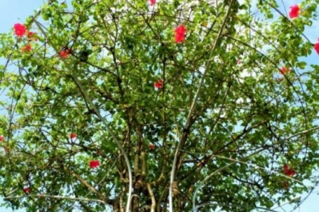 Cây dại ở bờ rào nở hoa quanh năm "lên chậu" thành bonsai, mang lại phước lành và may mắn, có cây giá 300 triệu đồng