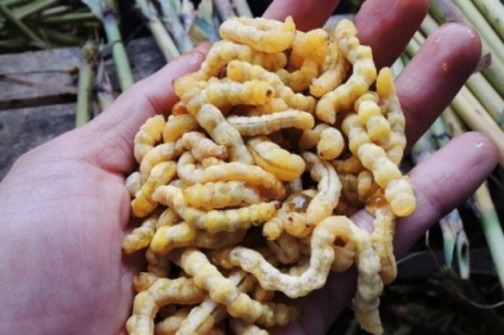 Lộc trời nhìn sợ khiếp vía hóa ra là "thần dược phòng the", thành đặc sản đắt đỏ nhất nhì Việt Nam, giá 3 triệu đồng/kg