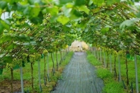 Loại quả đắt bậc nhất thế giới, Việt Nam trồng thành công một lần cho thu hoạch nhiều năm, là đặc sản nổi tiếng giá 450.000 đồng/kg 