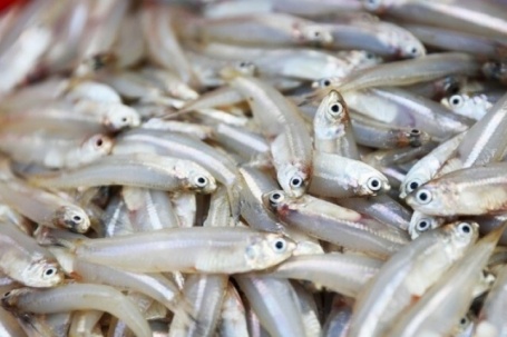 Loại cá quen thuộc có canxi cao gấp 25 lần cá hồi, xưa không ai ăn nay thành đặc sản ở thành phố, 70.000 đồng/kg