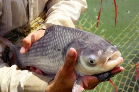 Nghề lạ ở Việt Nam: Nuôi loài cá cầm một tay không xuể, giá bán gần 500.000 đồng/kg giúp nông dân làm giàu