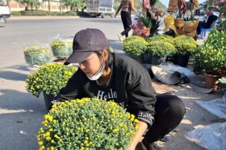 Cúc mâm xôi xuống phố đón Tết từ sớm, giá nhỉnh hơn mọi năm