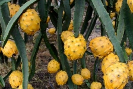 Loại quả đắt nhất thế giới, Việt Nam trồng đại trà 10 tháng cho thu hoạch, thành đặc sản nổi tiếng giá 300.000 đồng/kg