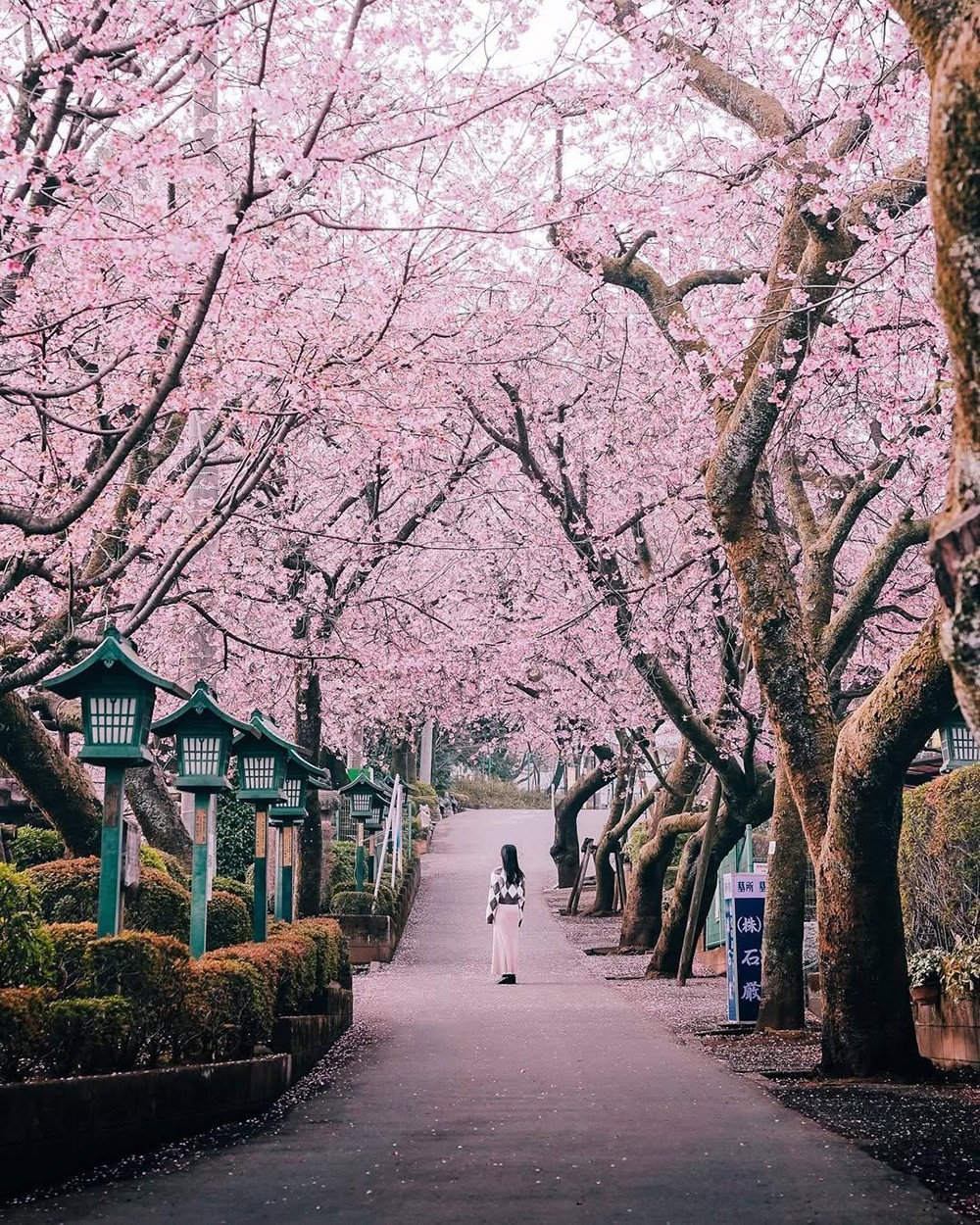 JNTO và Hanoitourist - bùng nổ chiến dịch hoa anh đào, du lịch Nhật Bản có nhiều điểm mới - 3