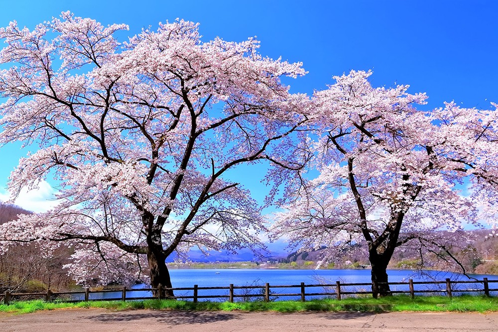 Hành trình của văn hóa, lễ hội và ẩm thực - Nâng tầm trải nghiệm du lịch Nhật Bản