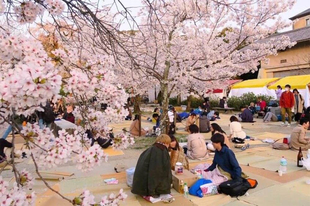 JNTO và Hanoitourist - bùng nổ chiến dịch hoa anh đào, du lịch Nhật Bản có nhiều điểm mới - 5