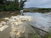 Tràn dầu diesel ở Dung Quất, cá chết hàng loạt