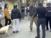 Người dân Hồng Vân (Hà Nội) kể lại giây phút chó nặng hơn 30kg lao vào cắn người phụ nữ