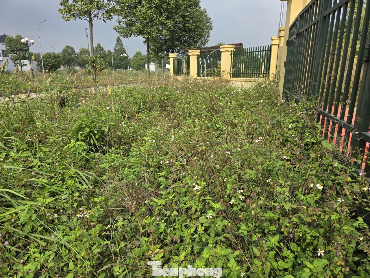 Xót xa hai ngôi trường khang trang bỏ hoang nhiều năm ở Hà Nội - 11