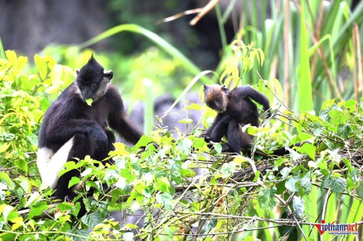 Đây cũng được ghi nhận là "Nơi có số lượng cá thể voọc mông trắng nhiều nhất" Việt Nam với hơn 100 cá thể sinh sống. Ảnh. VL&nbsp;