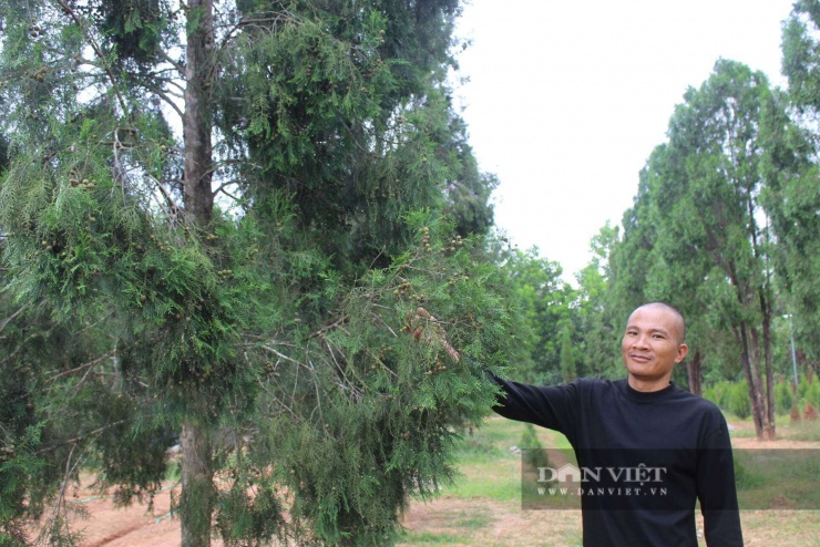 Anh Hòa bên vườn cây hoàng đàn Hữu Liên bố mẹ. Ảnh: Hoàng Tính