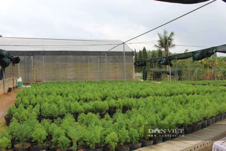 Khu vườn đã được anh Hòa thiết kế theo từng khu vực trồng riêng. Anh: Hoàng Tính 