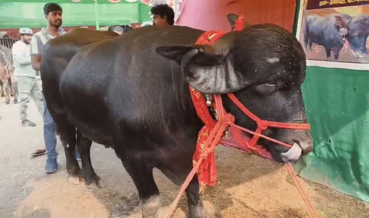 Con trâu được trả 50 lakh rupee (1,4 tỷ đồng)