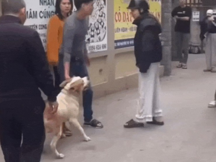 Tình huống pháp lý vụ "điều" chó dữ lao vào đám đông tấn công một phụ nữ