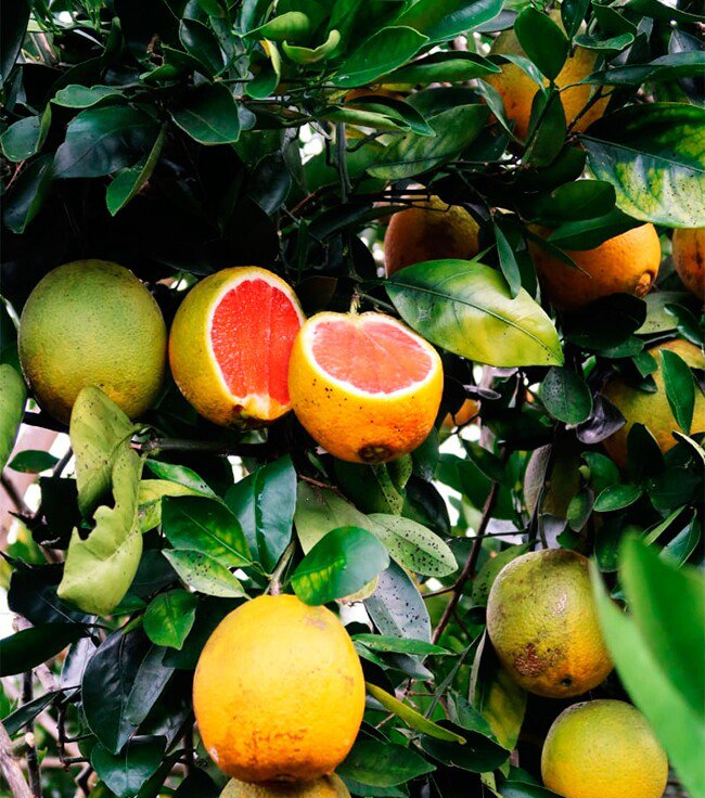 Loại quả đắt đỏ nhất thế giới, Việt Nam trồng bạt ngàn thành đặc sản 120.000 đồng/kg, trồng một lần thu hoạch nhiều năm - 3