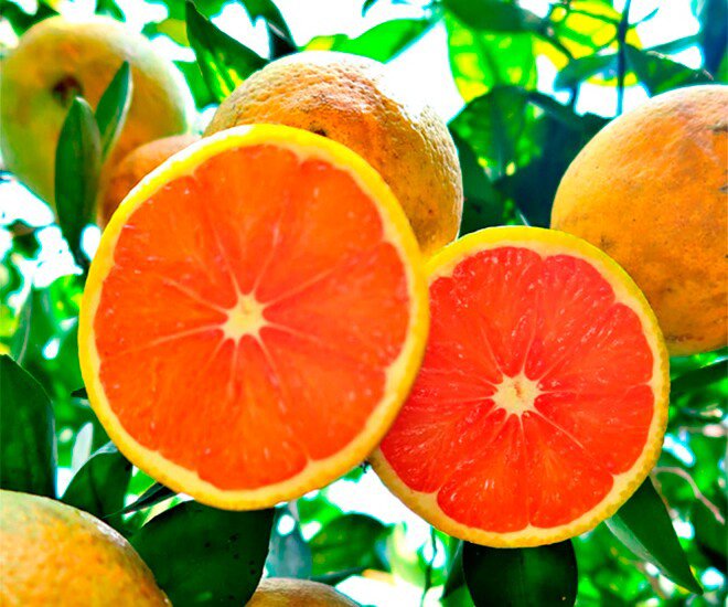 Loại quả đắt đỏ nhất thế giới, Việt Nam trồng bạt ngàn thành đặc sản 120.000 đồng/kg, trồng một lần thu hoạch nhiều năm - 1