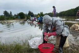 Cục Xăng dầu thông tin về sự cố tràn dầu ở Quảng Ngãi