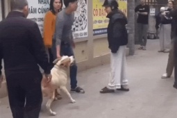 Tình huống pháp lý vụ "điều" chó dữ lao vào đám đông tấn công một phụ nữ