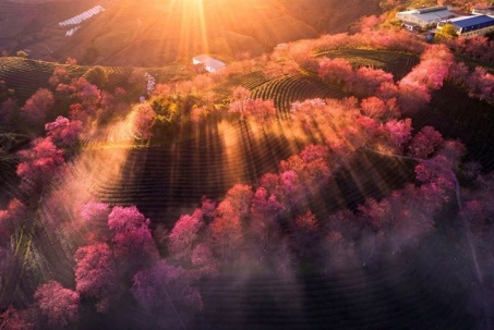 Sự hồi sinh đồi chè Ô Quý Hồ, Sapa