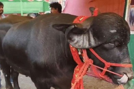 Con trâu dài 2,4 mét được trả 1,4 tỷ đồng, người đàn ông từ chối bán