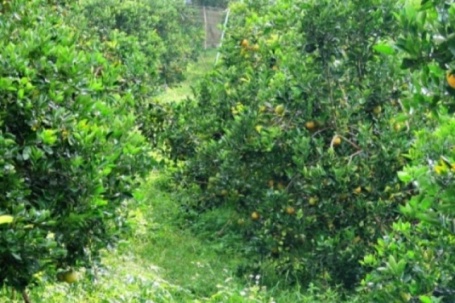 Loại quả đắt đỏ nhất thế giới, Việt Nam trồng bạt ngàn thành đặc sản 120.000 đồng/kg, trồng một lần thu hoạch nhiều năm