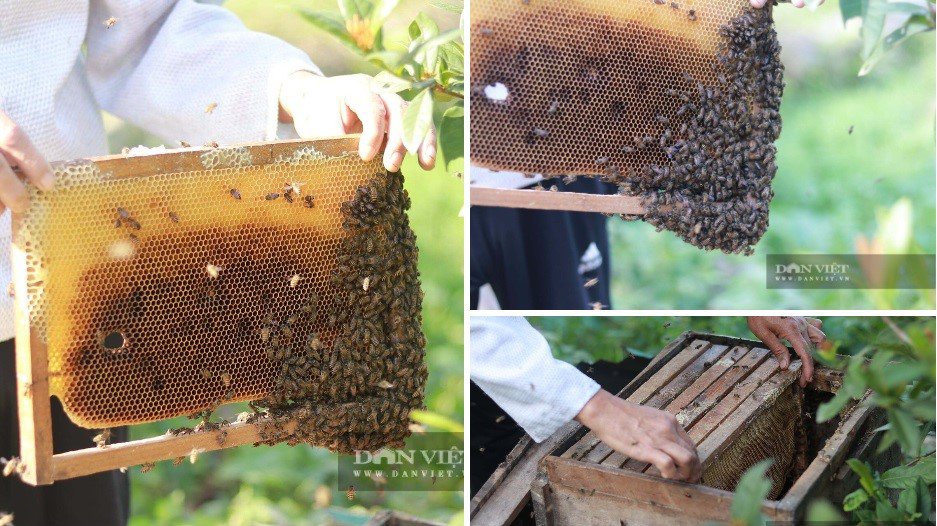 Thời gian đầu, do chưa quen việc, ông nhiều lần bị ong đốt, trượt ngã và thao tác còn chậm, thiếu chính xác.Ảnh: PV